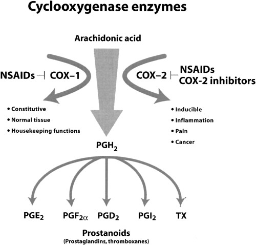 Cyclooxygenase Enzymes